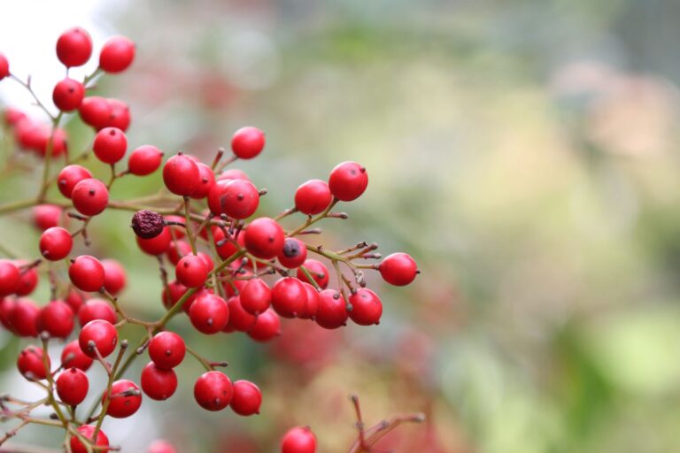 Bearing Fruit - Decoding The Word